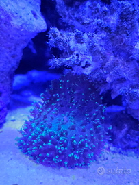 Corallo - Discosomi Rodactis