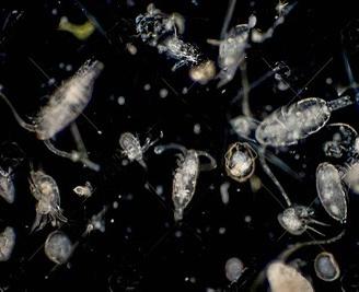 Zooplancton acquario marino