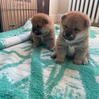 3 Cuccioli Shiba Inu Puri con Pedigree ENCI - 1800