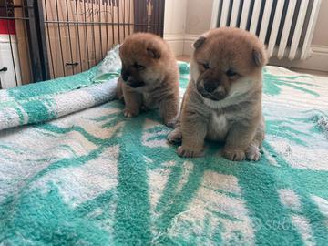 3 Cuccioli Shiba Inu Puri con Pedigree ENCI - 1800