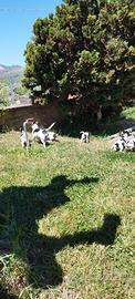 Jack Russel