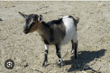 Caprette tibetane