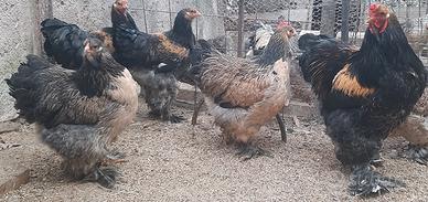 Brahma caille