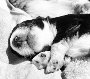 Incrocio Border collie