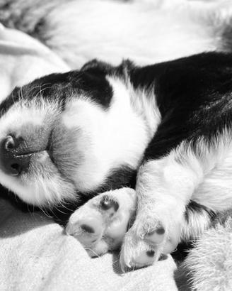 Incrocio Border collie