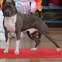 Amstaff (American Staffordshire Terrier )Stallone