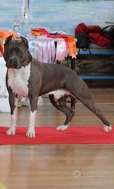 Amstaff (American Staffordshire Terrier )Stallone