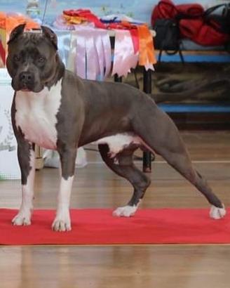 Amstaff (American Staffordshire Terrier )Stallone