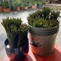 ASPARAGI