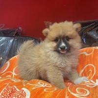 Disponibili spitz 2 mesi