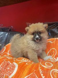 Disponibili spitz 2 mesi