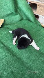 Akita americano