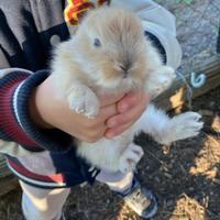 Conigli nani testa di leone