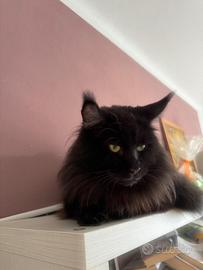 Fidanzata per il mio Maine Coon Nero Tyson?