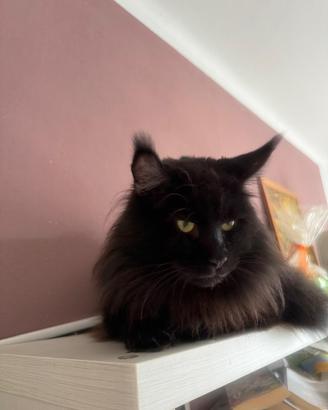 Fidanzata per il mio Maine Coon Nero Tyson?