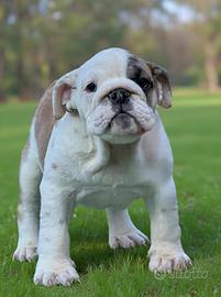 Cucciola Bulldog inglese pedigree Enci