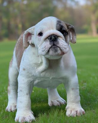 Cucciola Bulldog inglese pedigree Enci
