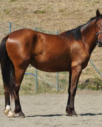 Cavalla puledra ventasso