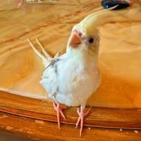 Calopsite pappagalli