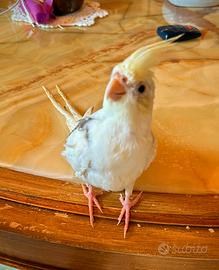 Calopsite pappagalli