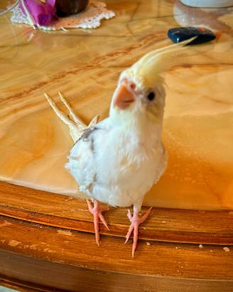 Calopsite pappagalli