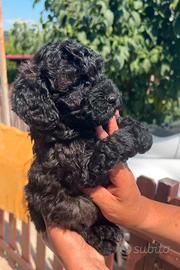 Piccoli cuccioli barboncino
