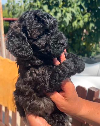 Piccoli cuccioli barboncino
