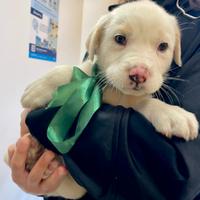 Meticci color panna caramello?