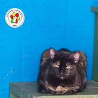 PANDORA splendida miciotta