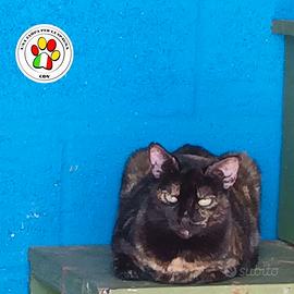 PANDORA splendida miciotta