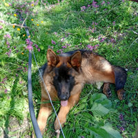 Pastore tedesco