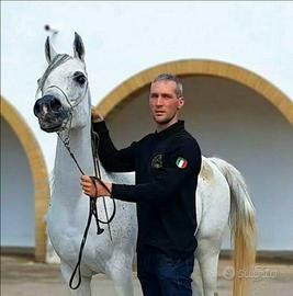 Cavalla Araba Purosangue