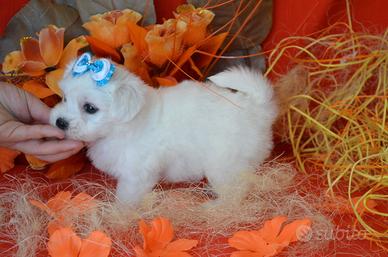 Allevamento ITALIANO cuccioli mini