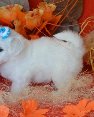 Allevamento ITALIANO cuccioli mini