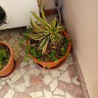 Piante grasse da esterno