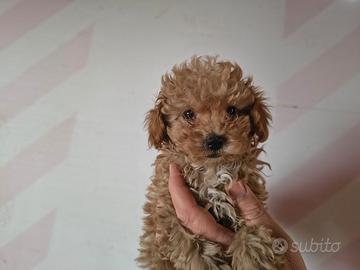 Barboncino mini toy red maschi