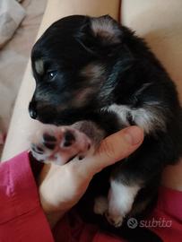 Cuccioli di pastore australiano ( n^9)
