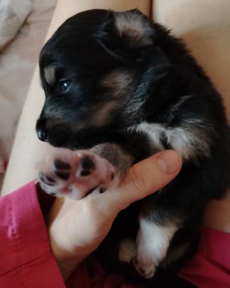 Cuccioli di pastore australiano ( n^9)