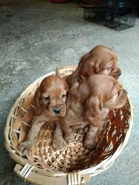 Cuccioli Cocker spaniel inglese