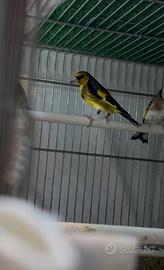 Cardellino giallo nostrano