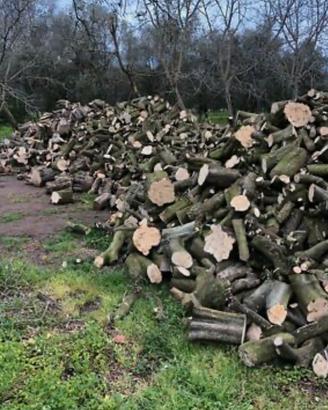 Permuto legna di ulivo in cambio della pulitura