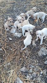 9 dolcissimi cuccioli da adottare
