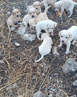 9 dolcissimi cuccioli da adottare