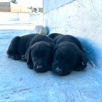 Cuccioli di Labrador