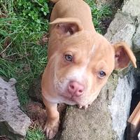 Pitbull red nose