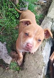 Pitbull red nose