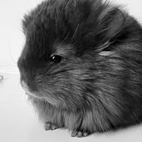 Cincillà Chinchilla - Angora Ebony Dark