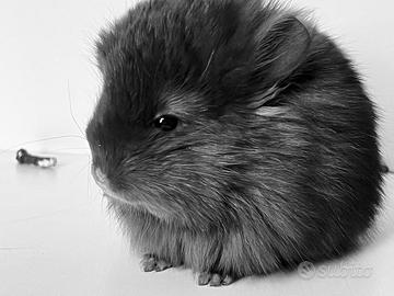 Cincillà Chinchilla - Angora Ebony Dark
