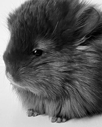Cincillà Chinchilla - Angora Ebony Dark