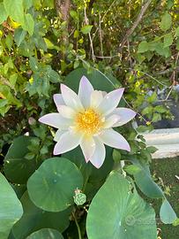 Rizoma rinvasato di Fiore di loto Green Maiden